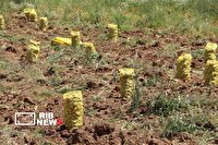 رتبه سوم لرستان در کشت موسیر کشور