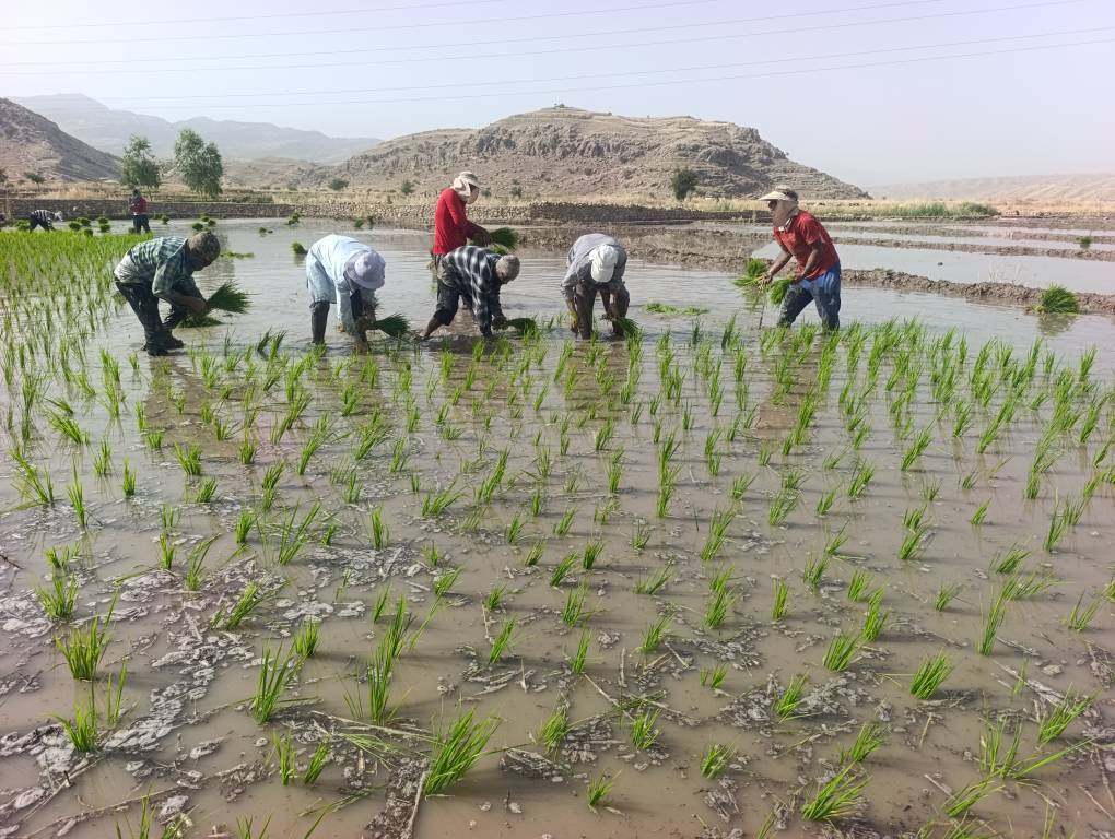 آغاز نشاء برنج در چرام