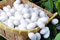 نوغانداران گیلانی برای خرید تخم نوغان عجله کنند