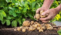 افزایش سطح زیرکشت سیب‌زمینی در خراسان جنوبی