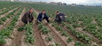 سفیدک دروغین مزارع سیب‌زمینی اردبیل را تهدید می‌کند