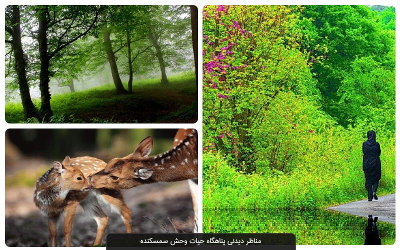 تأکید بر مدیریت جامع سمسکنده