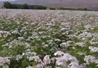 افزایش سطح زیر کشت   گیاهان داروییبه ۶۵۰۰ هکتار در کرمانشاه