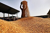 خرید ۶۹۵۰ تن گندم از کشاورزان لرستان