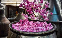 بانه میزبان سومین جشنواره گلاب گیری