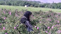 توسعه ۳۰۰ هکتاری کشت محصولات کم‌آب‌بر در اسدآباد