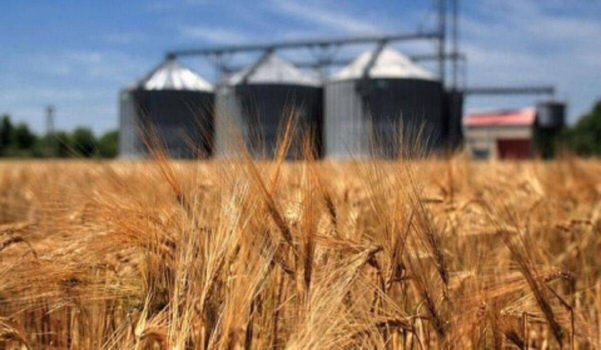 خرید ۱۷ هزار تن گندم به نرخ تضمینی در تایباد تا کنون