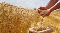 آغاز پرداخت مطالبات گندمکاران گلستانی از امروز