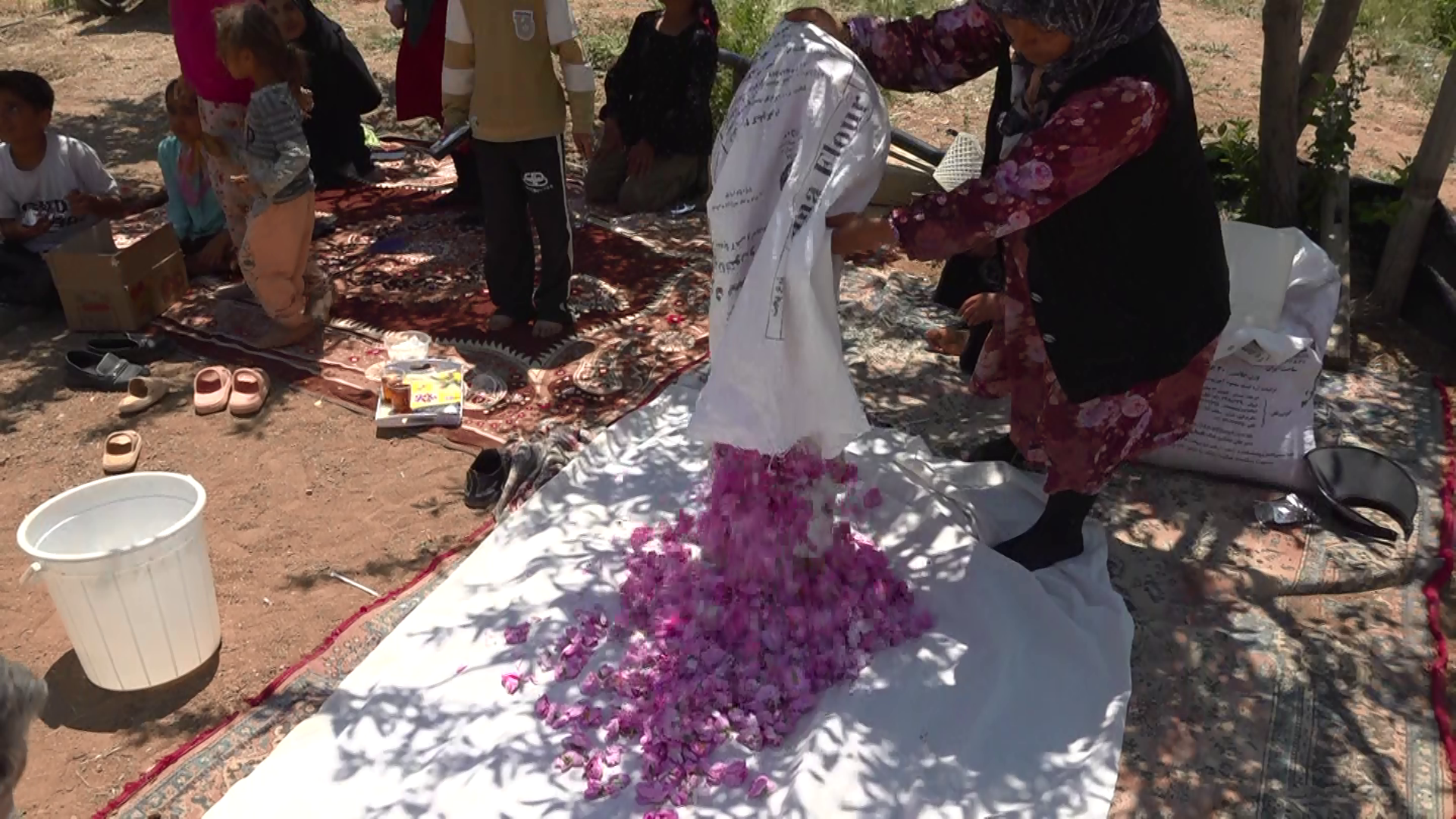 برداشت گل محمدی در کبودراهنگ برداشت گل محمدی در کبودراهنگ