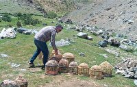 رهاسازی ۱۴ قطعه کبک در زیستگاه‌های طبیعی اشنویه