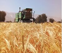 برداشت بیش از ۸۰۰ تن جو دیم در بندرلنگه