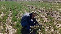 برداشت ۳۲۵ تن زیره سبز از مزارع جوین