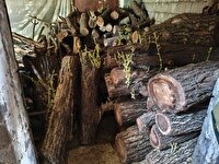 کشف و ضبط  یک تن چوب قاچاق  در ارومیه