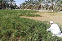 ایجاد بیش‌از ۳ هزار فرصت شغلی در سیستان و بلوچستان