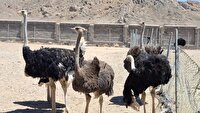 افتتاح طرح پرورش شترمرغ در بوانات