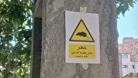 ضرورت همکاری شهروندان اردبیلی برای کنترل جمعیت موش ها