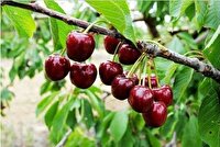کاهش ۲۰ درصدی تولید گیلاس در اشنویه