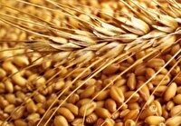 خریداری بیش از هزار و ۸۷۸ تن گندم در خراسان جنوبی