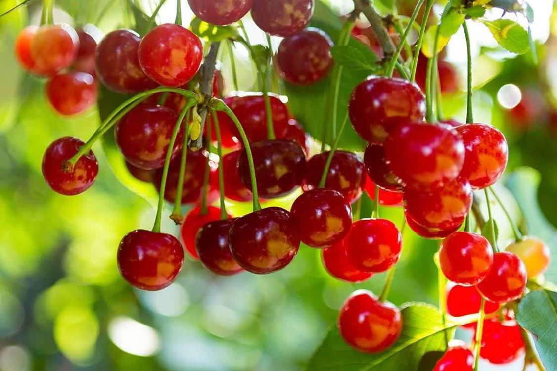 آذربایجان غربی با برداشت ۲۰ هزار تن آلبالو در جایگاه نخست کشوری