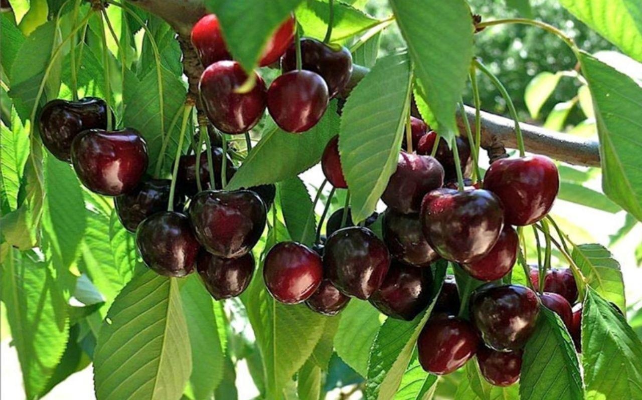 افزایش تولید میوه بدون نیاز به زمین بیشتر افزایش تولید میوه بدون نیاز به زمین بیشتر