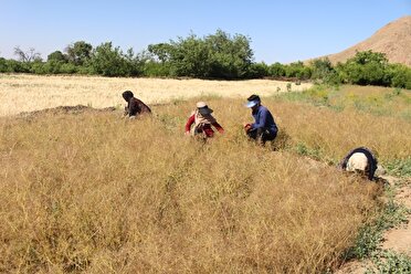فارس رتبه دوم تولید زیره در کشور