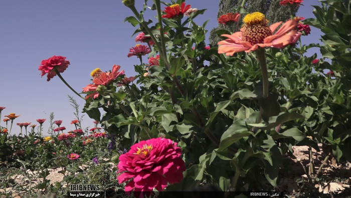 جشنواره گل و گیاه در روستای گایکان شهرستان الیگودرز